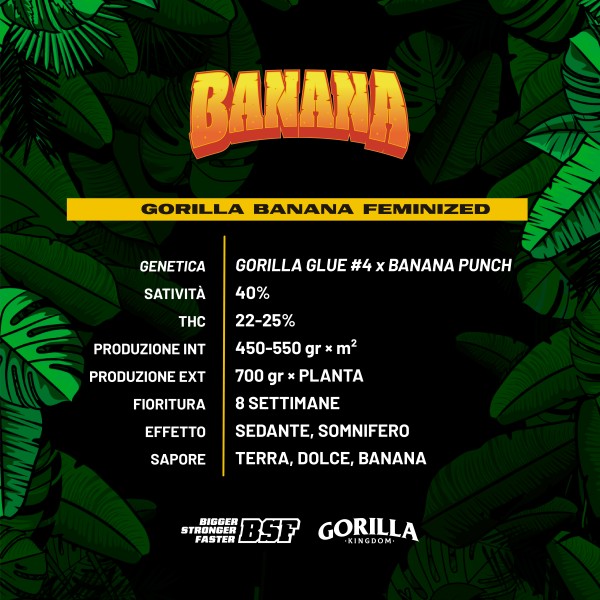 BearBush-Bear-Bush-Botanical-Collective-BSF-Seeds-Gorilla-Kingdom-Gorilla-Banana-Fem-3