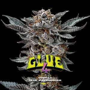 BearBush-Bear-Bush-Botanical-Collective-BSF-Seeds-Gorilla-Kingdom-Gorilla-Glue-#4-Fem-2