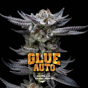 BearBush-Bear-Bush-Botanical-Collective-BSF-Seeds-Gorilla-Kingdom-Gorilla-Glue-Auto-2
