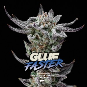 BearBush-Bear-Bush-Botanical-Collective-BSF-Seeds-Gorilla-Kingdom-Gorilla-Glue-Faster-FF-2