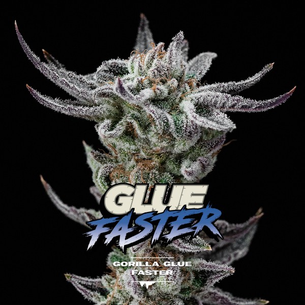 BearBush-Bear-Bush-Botanical-Collective-BSF-Seeds-Gorilla-Kingdom-Gorilla-Glue-Faster-FF-2