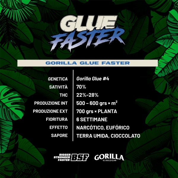 BearBush-Bear-Bush-Botanical-Collective-BSF-Seeds-Gorilla-Kingdom-Gorilla-Glue-Faster-FF-3