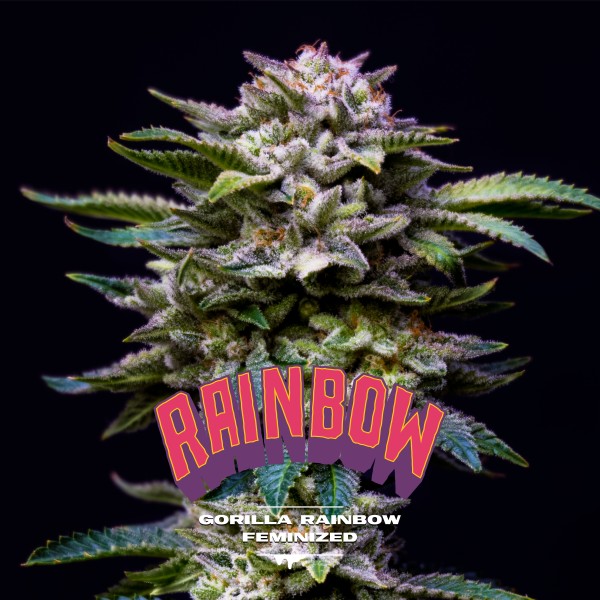 BearBush-Bear-Bush-Botanical-Collective-BSF-Seeds-Gorilla-Kingdom-Gorilla-Rainbow-Fem-2