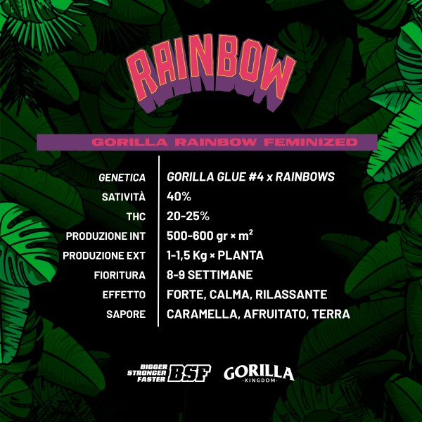 BearBush-Bear-Bush-Botanical-Collective-BSF-Seeds-Gorilla-Kingdom-Gorilla-Rainbow-Fem-3
