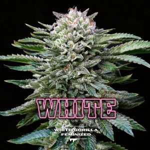 BearBush-Bear-Bush-Botanical-Collective-BSF-Seeds-Gorilla-Kingdom-White-Gorilla-Fem-2