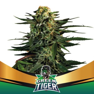 BearBush-Bear-Bush-Botanical-Collective-BSF-Seeds-Hall-Of-Fame-Green-Tiger-Faster-FF-2