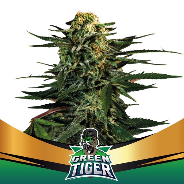 BearBush-Bear-Bush-Botanical-Collective-BSF-Seeds-Hall-Of-Fame-Green-Tiger-Faster-FF-2