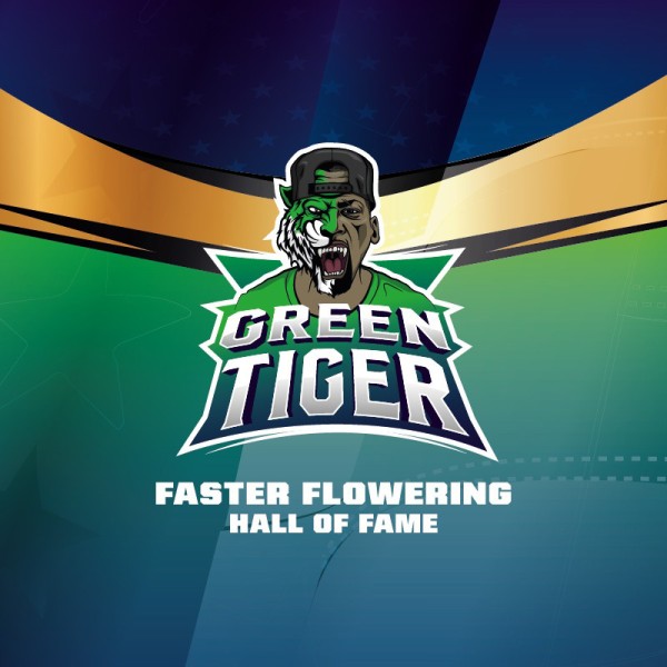 BearBush-Bear-Bush-Botanical-Collective-BSF-Seeds-Hall-Of-Fame-Green-Tiger-Faster-FF-4