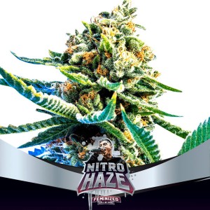 BearBush-Bear-Bush-Botanical-Collective-BSF-Seeds-Hall-Of-Fame-Nitro-Haze-Fem-2
