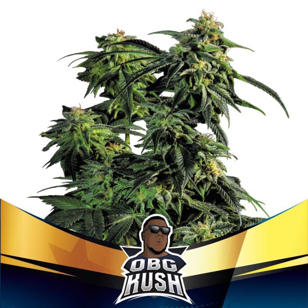 BearBush-Bear-Bush-Botanical-Collective-BSF-Seeds-Hall-Of-Fame-OBG-Kush-Faster-FF-2