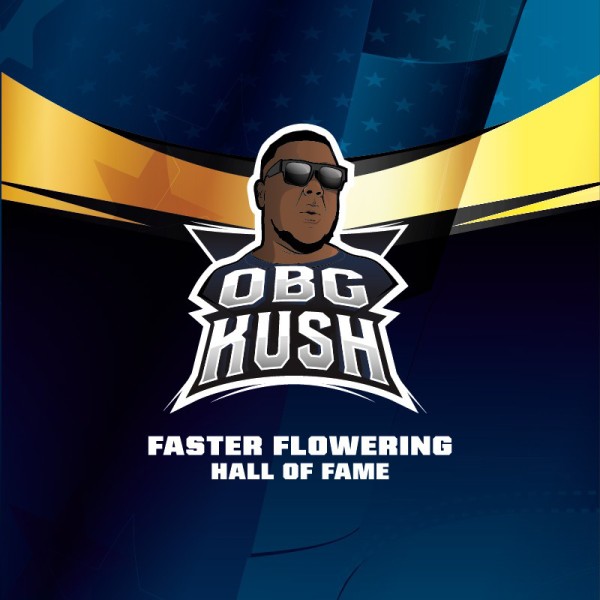 BearBush-Bear-Bush-Botanical-Collective-BSF-Seeds-Hall-Of-Fame-OBG-Kush-Faster-FF-4