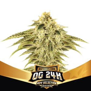 BearBush-Bear-Bush-Botanical-Collective-BSF-Seeds-Limited-Edition-OG-24k-Fem-2