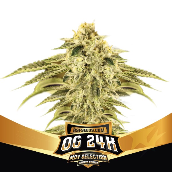BearBush-Bear-Bush-Botanical-Collective-BSF-Seeds-Limited-Edition-OG-24k-Fem-2