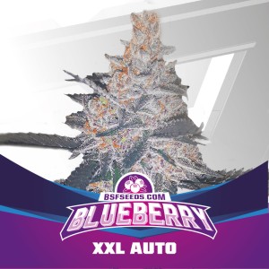 BearBush-Bear-Bush-Botanical-Collective-BSF-Seeds-Star-Players-Blueberry-XXL-Auto-2