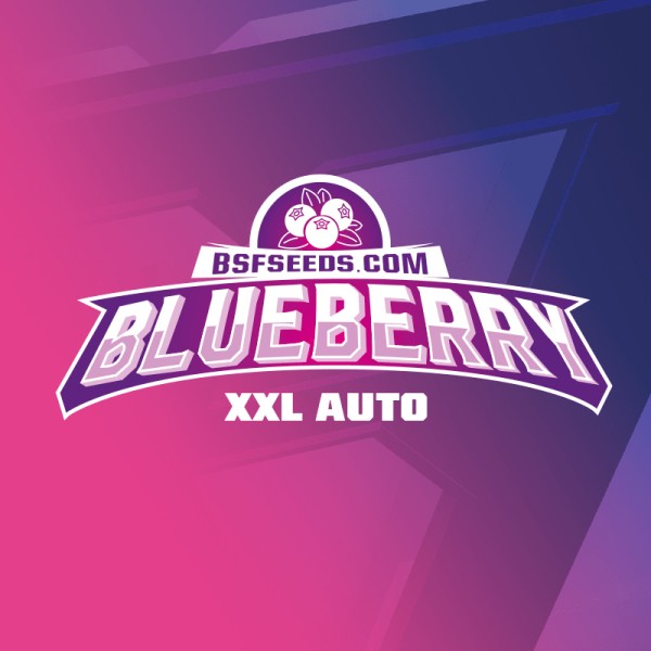 BearBush-Bear-Bush-Botanical-Collective-BSF-Seeds-Star-Players-Blueberry-XXL-Auto-4