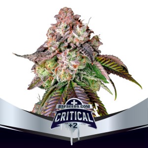 BearBush-Bear-Bush-Botanical-Collective-BSF-Seeds-Star-Players-Critical-+2-Fem-2