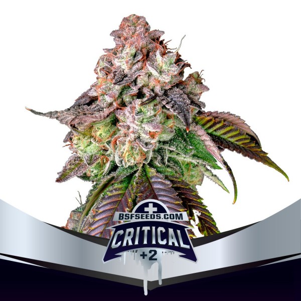 BearBush-Bear-Bush-Botanical-Collective-BSF-Seeds-Star-Players-Critical-+2-Fem-2