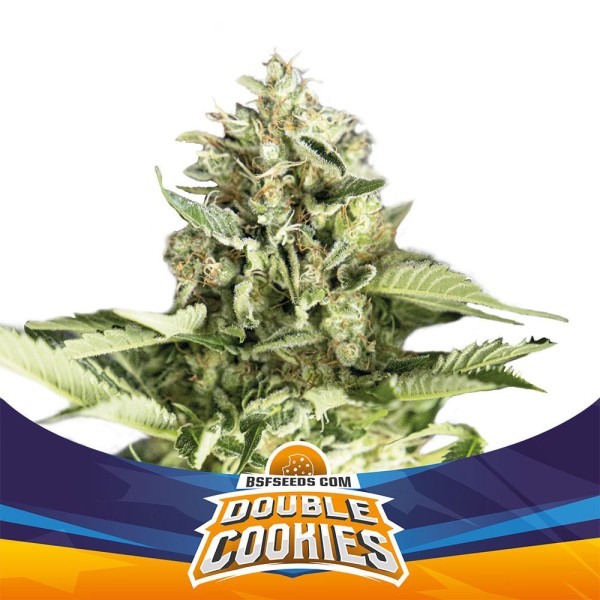 BearBush-Bear-Bush-Botanical-Collective-BSF-Seeds-Star-Players-Double-Cookies-Auto-2