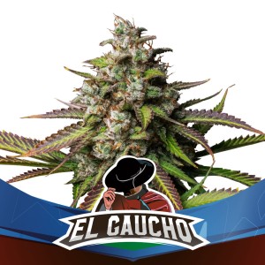BearBush-Bear-Bush-Botanical-Collective-BSF-Seeds-Star-Players-El-Gaucho-Faster-FF-2