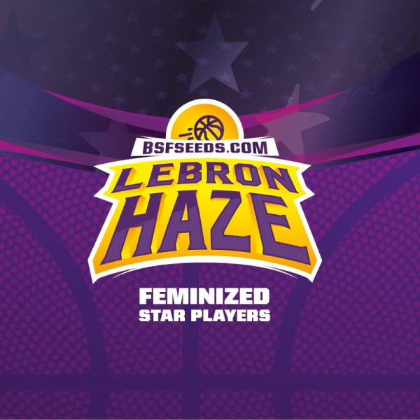 BearBush-Bear-Bush-Botanical-Collective-BSF-Seeds-Star-Players-Lebron-Haze-Fem-4