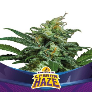 BearBush-Bear-Bush-Botanical-Collective-BSF-Seeds-Star-Players-Lebron-Haze-XXL-Auto-2