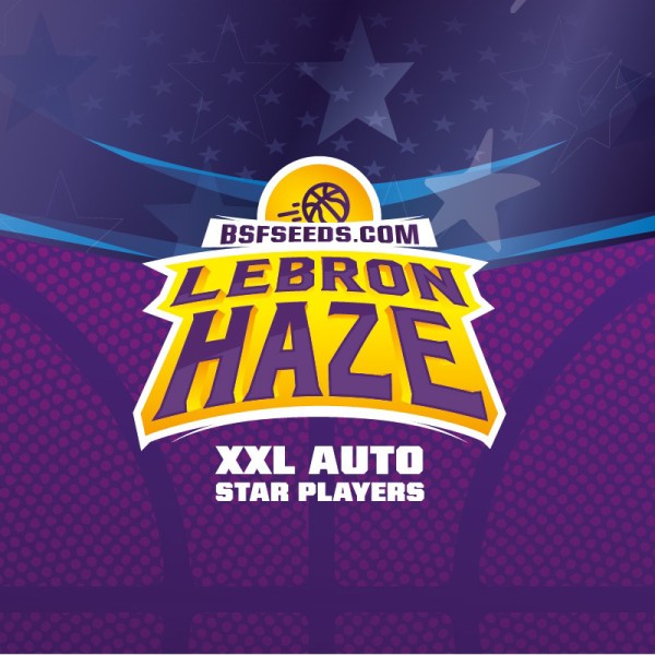 BearBush-Bear-Bush-Botanical-Collective-BSF-Seeds-Star-Players-Lebron-Haze-XXL-Auto-4