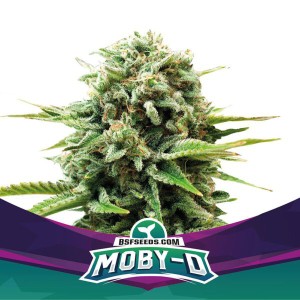 BearBush-Bear-Bush-Botanical-Collective-BSF-Seeds-Star-Players-Moby-D-Fem-2