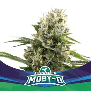BearBush-Bear-Bush-Botanical-Collective-BSF-Seeds-Star-Players-Moby-D-XXL-Auto-2