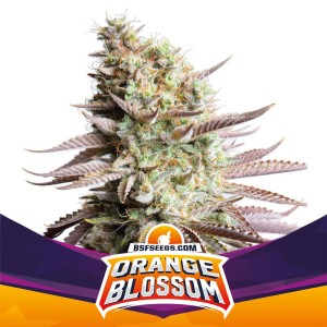 BearBush-Bear-Bush-Botanical-Collective-BSF-Seeds-Star-Players-Orange-Blossom-Fem-2