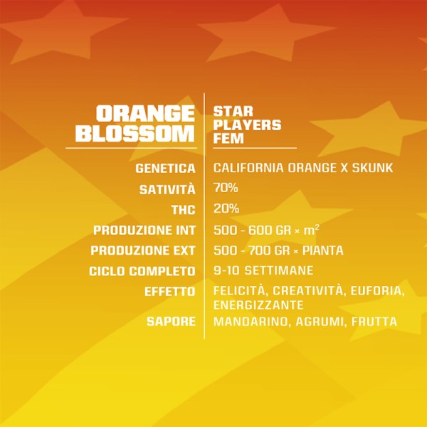 BearBush-Bear-Bush-Botanical-Collective-BSF-Seeds-Star-Players-Orange-Blossom-Fem-3