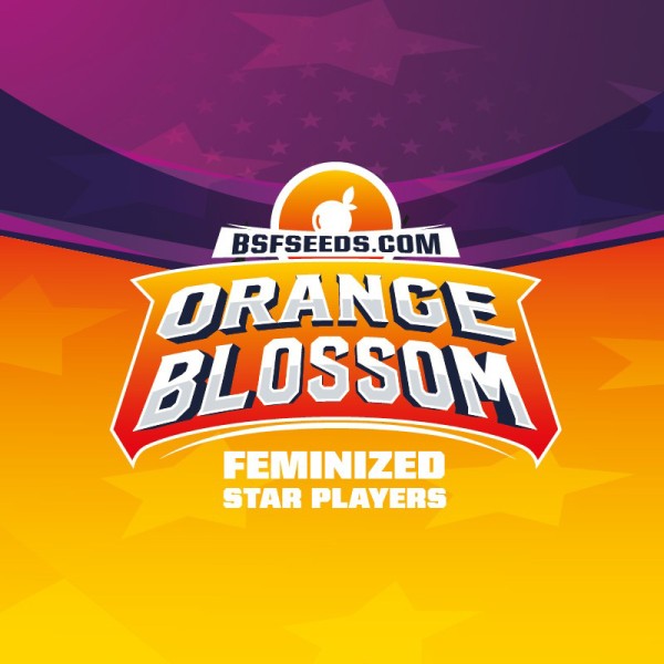 BearBush-Bear-Bush-Botanical-Collective-BSF-Seeds-Star-Players-Orange-Blossom-Fem-4