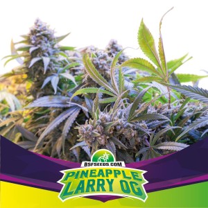 BearBush-Bear-Bush-Botanical-Collective-BSF-Seeds-Star-Players-Pineapple-Larry-OG-Fem-2