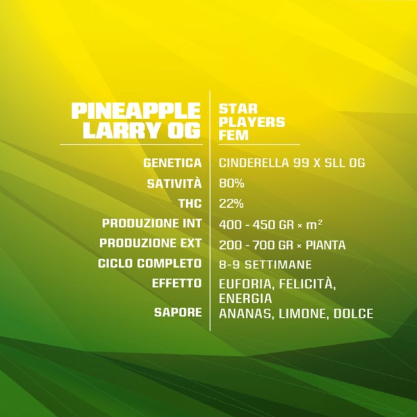 BearBush-Bear-Bush-Botanical-Collective-BSF-Seeds-Star-Players-Pineapple-Larry-OG-Fem-3