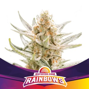 BearBush-Bear-Bush-Botanical-Collective-BSF-Seeds-Star-Players-Rainbows-Fem-2