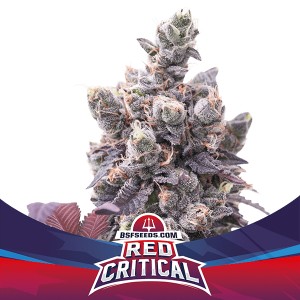 BearBush-Bear-Bush-Botanical-Collective-BSF-Seeds-Star-Players-Red-Critical-Auto-2