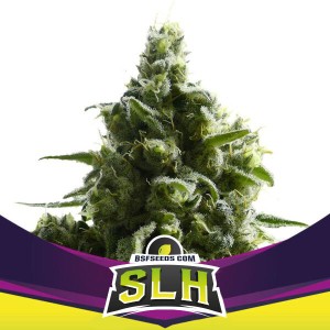 BearBush-Bear-Bush-Botanical-Collective-BSF-Seeds-Star-Players-SLH-Fem-aka-Super-Lemon-Haze-Fem-2