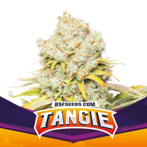 BearBush-Bear-Bush-Botanical-Collective-BSF-Seeds-Star-Players-Tangie-Fem-2