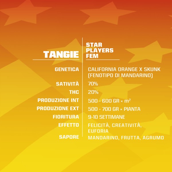 BearBush-Bear-Bush-Botanical-Collective-BSF-Seeds-Star-Players-Tangie-Fem-3