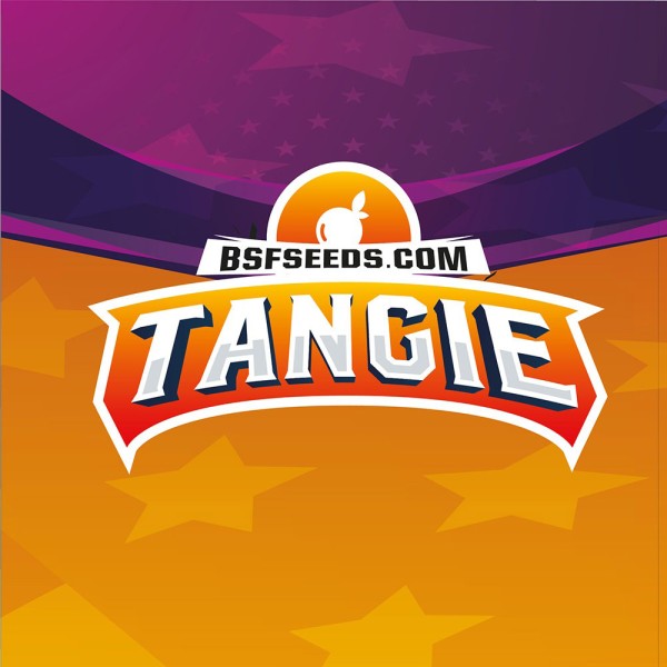 BearBush-Bear-Bush-Botanical-Collective-BSF-Seeds-Star-Players-Tangie-Fem-4