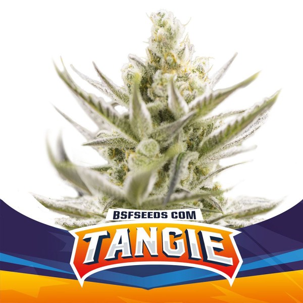 BearBush-Bear-Bush-Botanical-Collective-BSF-Seeds-Star-Players-Tangie-XXL-Auto-2