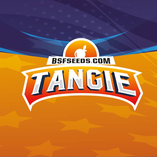 BearBush-Bear-Bush-Botanical-Collective-BSF-Seeds-Star-Players-Tangie-XXL-Auto-4