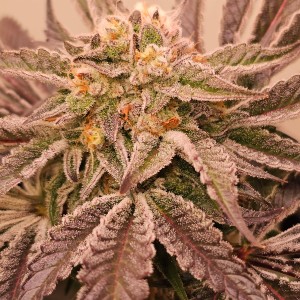 BearBush-Bear-Bush-Botanical-Collective-Karma-Genetics-Hindu-Runtz-Fem-2