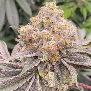 BearBush-Bear-Bush-Botanical-Collective-Karma-Genetics-Mop-Chopper-Fem-2