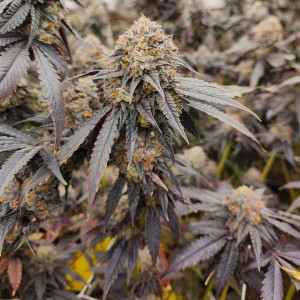 BearBush-Bear-Bush-Botanical-Collective-Karma-Genetics-Pink-Payton-Fem-2