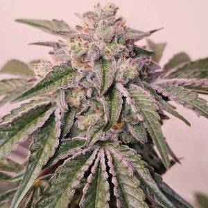 BearBush-Bear-Bush-Botanical-Collective-Karma-Genetics-Pink-Pie-Fem-2