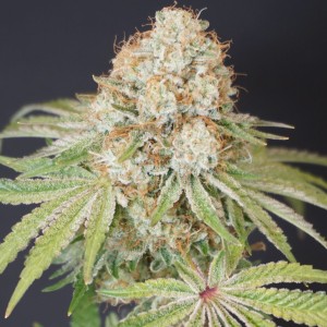 BearBush-Bear-Bush-Botanical-Collective-Karma-Genetics-Rocky-Melon-Fem-2