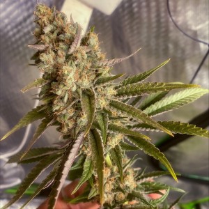 BearBush-Bear-Bush-Botanical-Collective-Karma-Genetics-Where's-My-Bike-V2.0-Reg-2