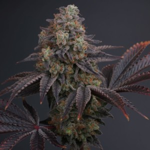BearBush-Bear-Bush-Botanical-Collective-Karma-Genetics-Zowahh-V2.0-Reg-2